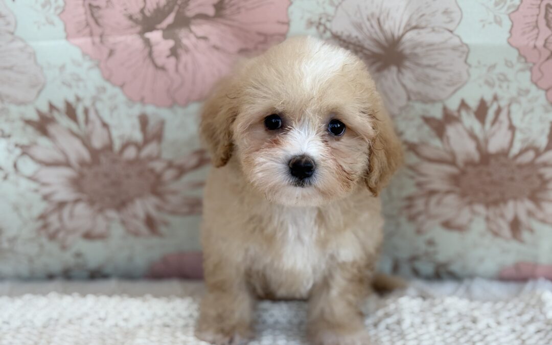 FEMALE MALTIPOO PUPPY
