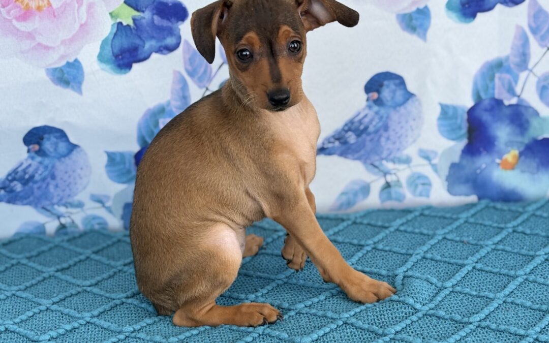 FEMALE MINIATURE PINSCHER PUPPY