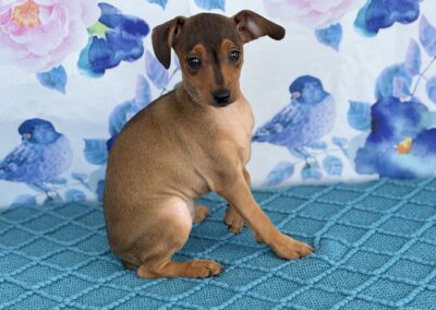 FEMALE MINIATURE PINSCHER PUPPY