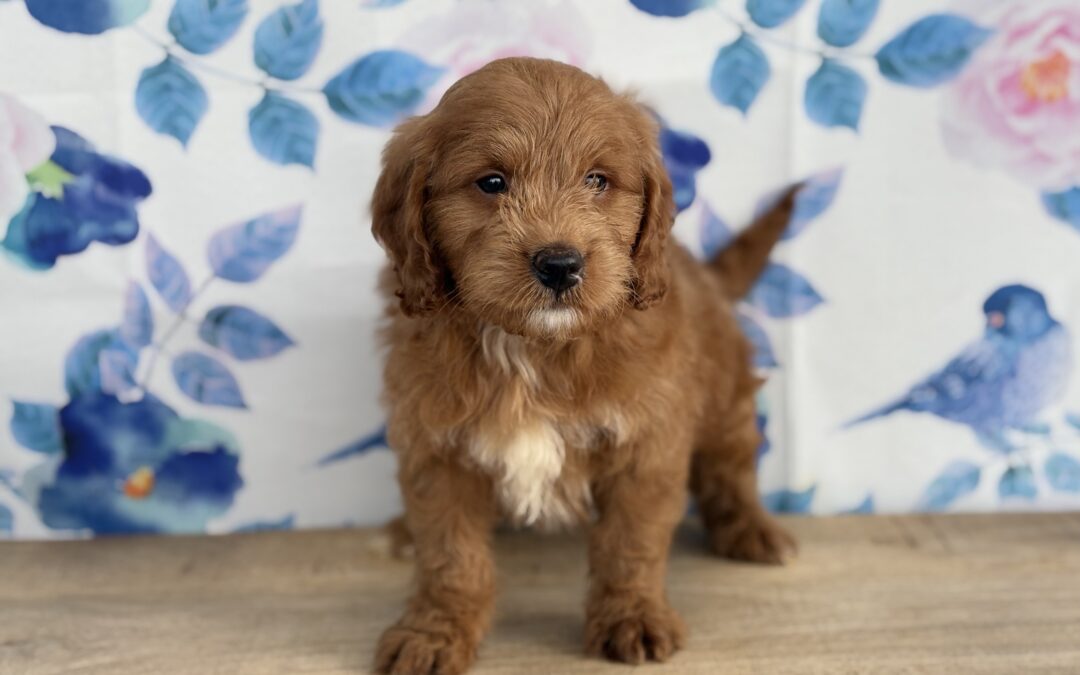 MALE MINI GOLDENDOODLE PUPPY