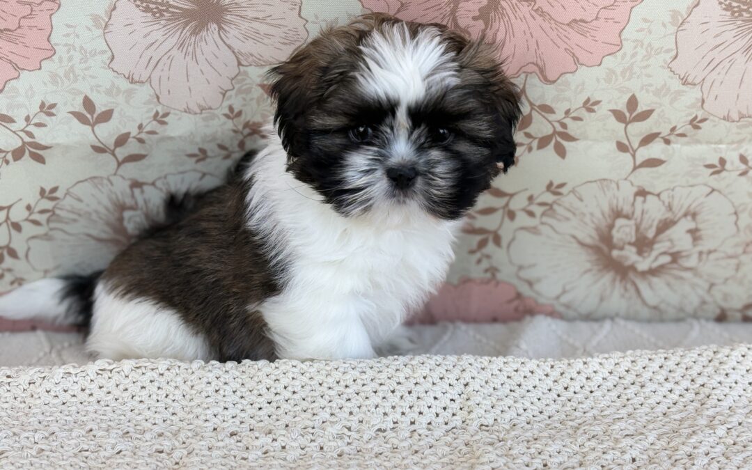 MALE SHIHTZU PUPPY