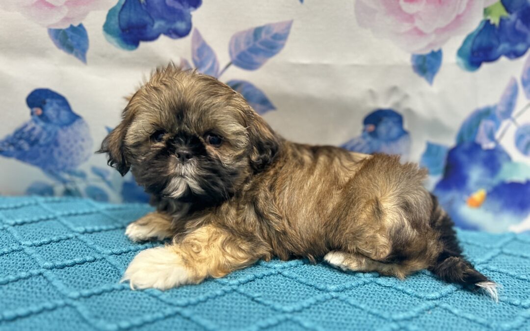 FEMALE SHIHTZU PUPPY