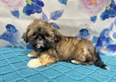 FEMALE SHIHTZU PUPPY