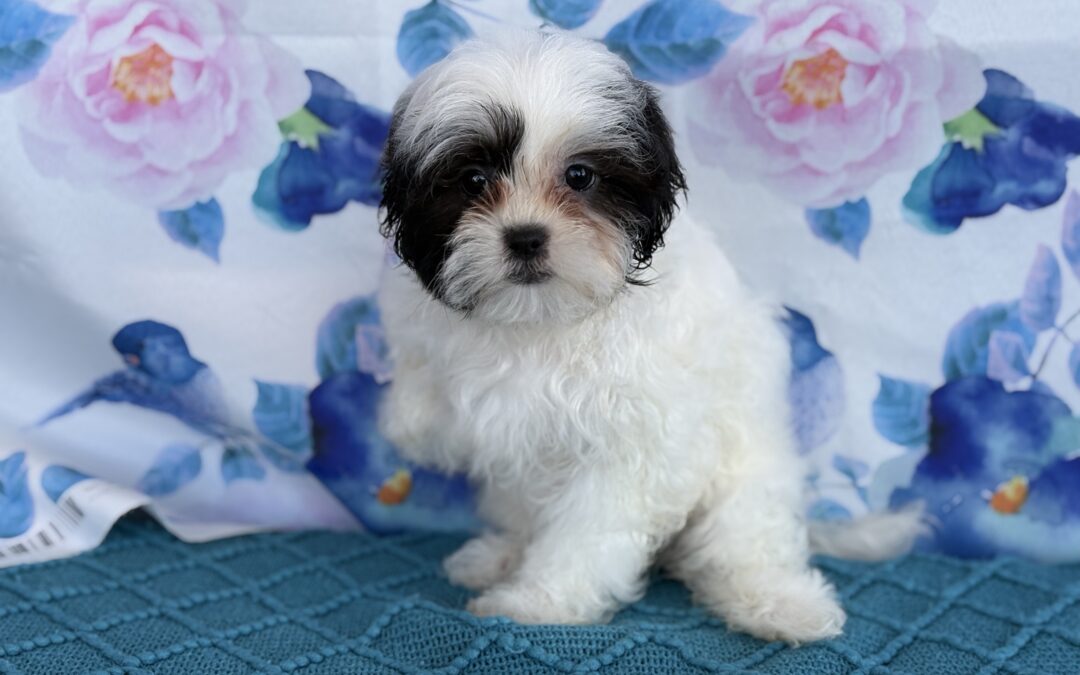 FEMALE TEDDYBEAR PUPPY