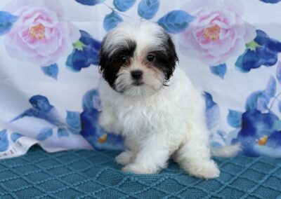 FEMALE TEDDYBEAR PUPPY