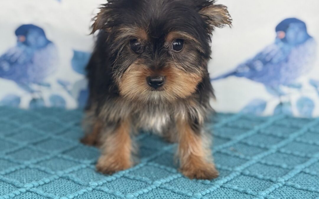 MALE YORKSHIRE TERRIER PUPPY