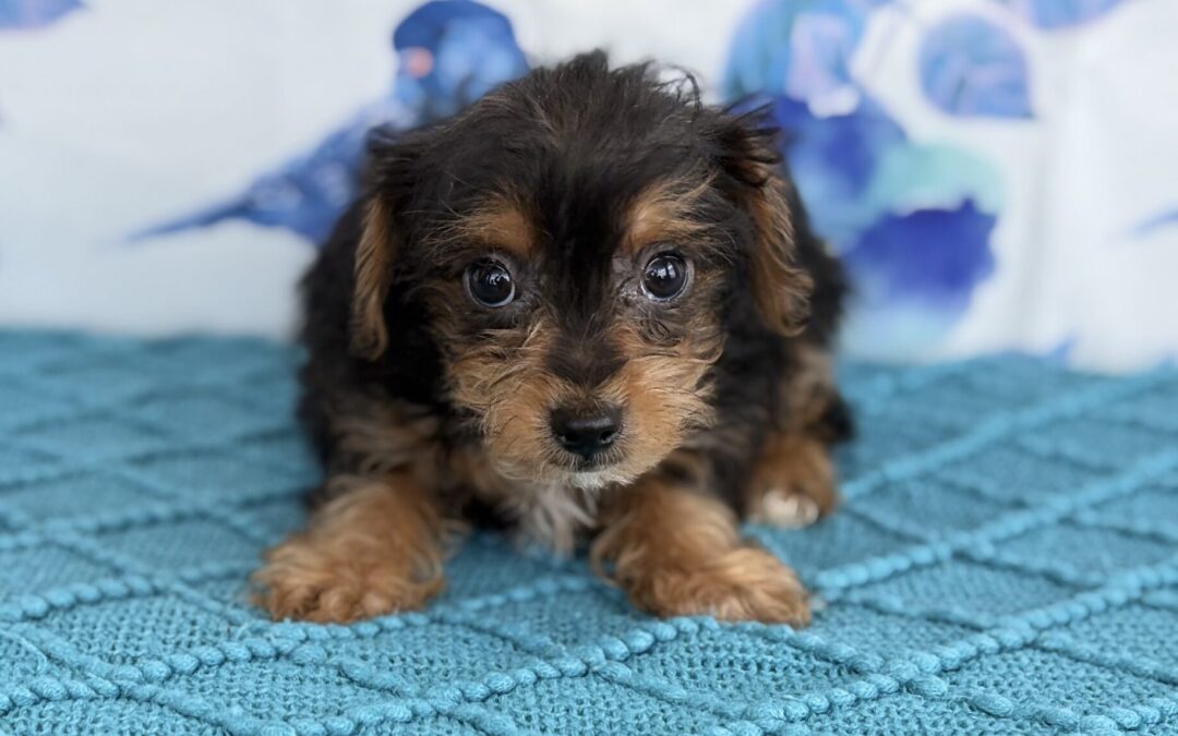 FEMALE YORKIEPOO PUPPY