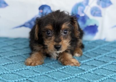 FEMALE YORKIEPOO PUPPY