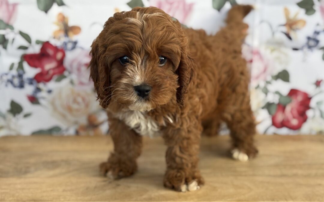 MALE CAVAPOO PUPPY