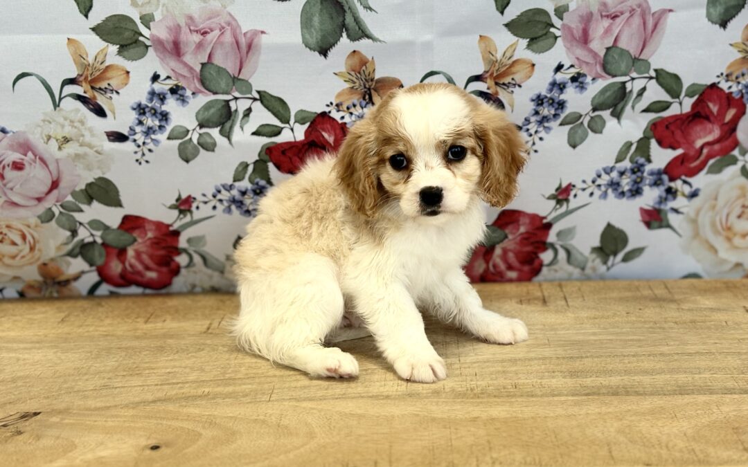 MALE CAVAPOO PUPPY