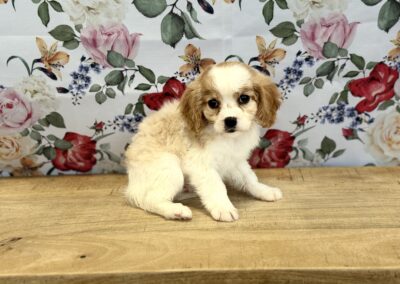 MALE CAVAPOO PUPPY