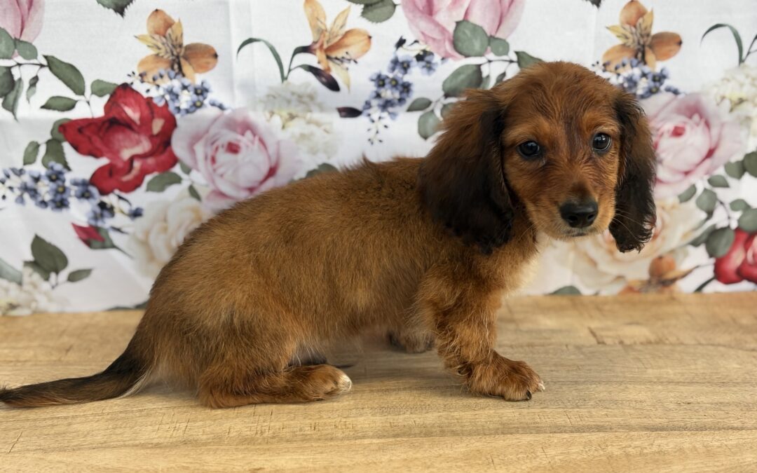 MALE MINIATURE DACHSHUND PUPPY