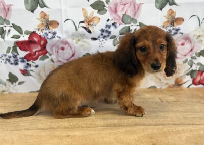 MALE MINIATURE DACHSHUND PUPPY