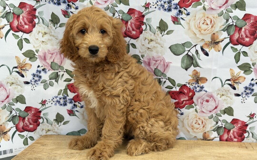 FEMALE GOLDENDOODLE PUPPY