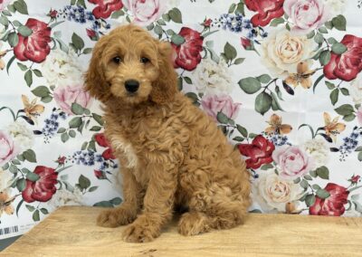 FEMALE GOLDENDOODLE PUPPY