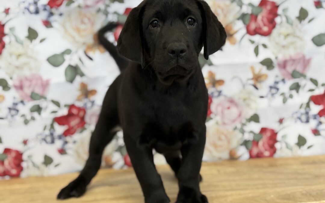 MALE LABRADOR RETRIEVER PUPPY