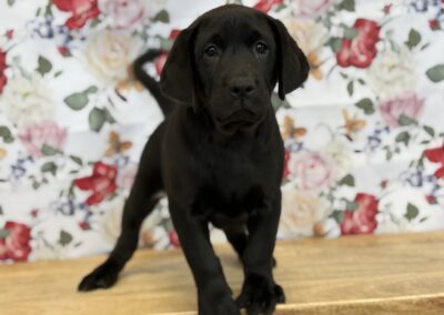 MALE LABRADOR RETRIEVER PUPPY