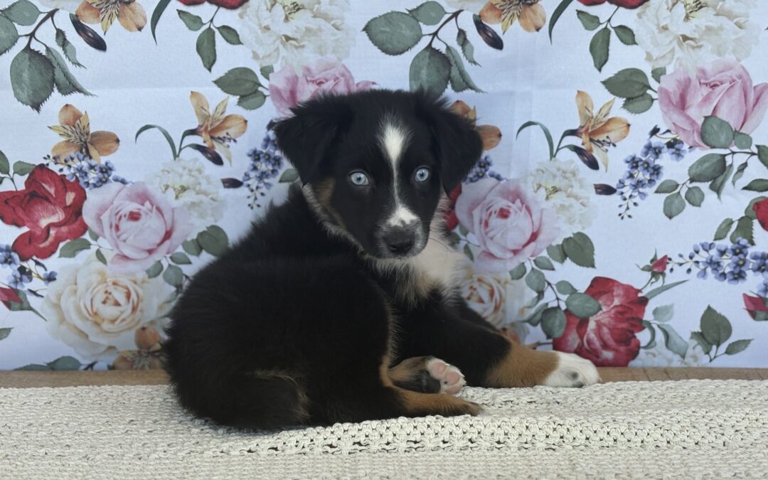 MALE MINI AUSTRALIAN SHEPHERD PUPPY
