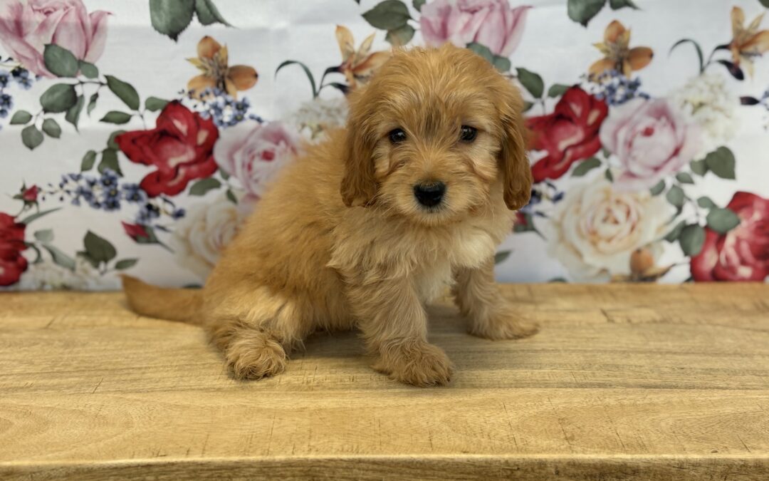 MALE MINI GOLDENDOODLE PUPPY