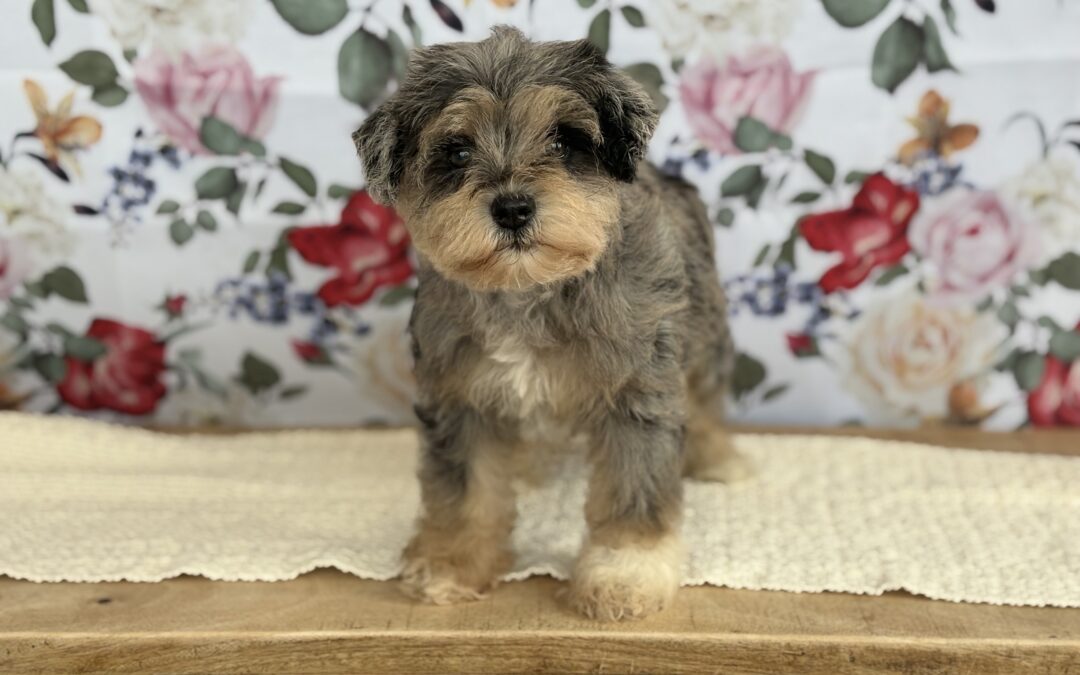 FEMALE MINIATURE SCHNAUZER PUPPY
