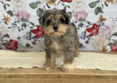 FEMALE MINIATURE SCHNAUZER PUPPY