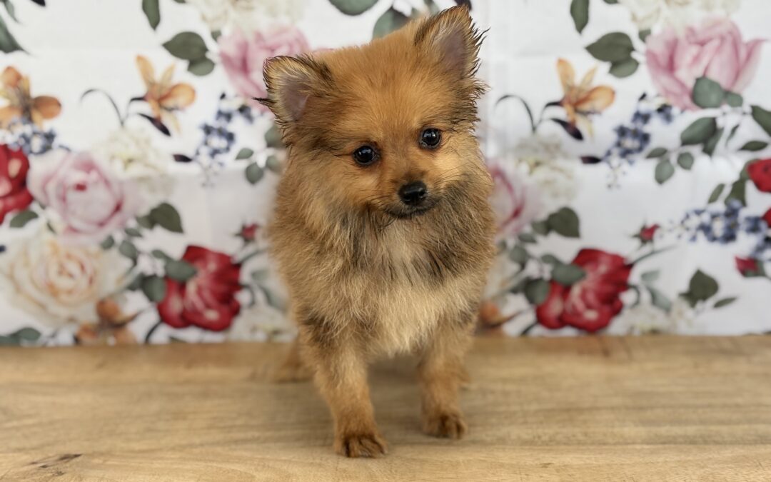 FEMALE POMERANIAN PUPPY