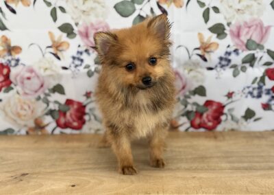 FEMALE POMERANIAN PUPPY