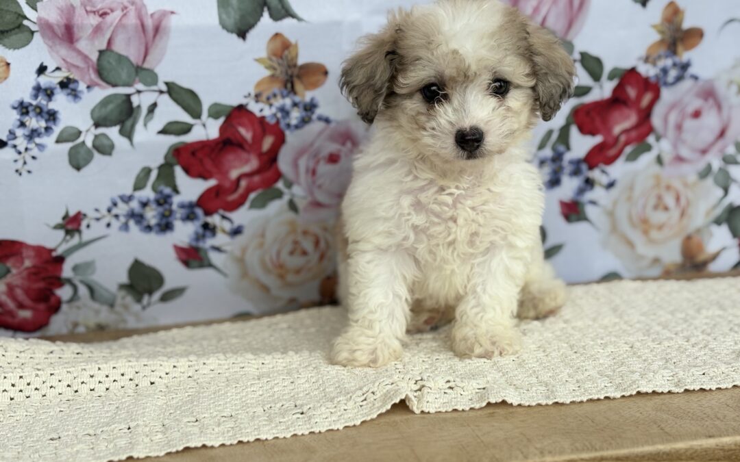 MALE POOCHON PUPPY