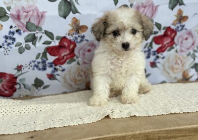 MALE POOCHON PUPPY