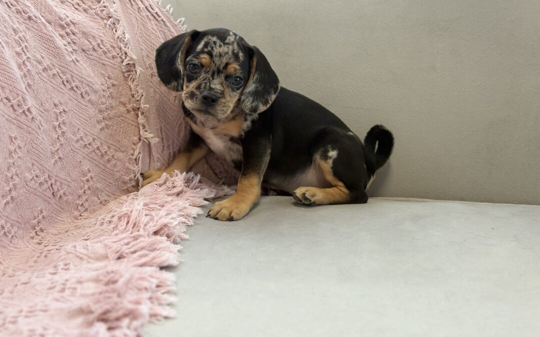 FEMALE PUGGLE PUPPY