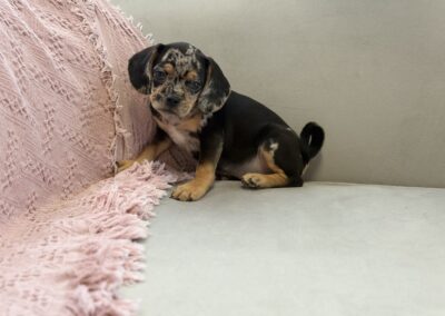FEMALE PUGGLE PUPPY