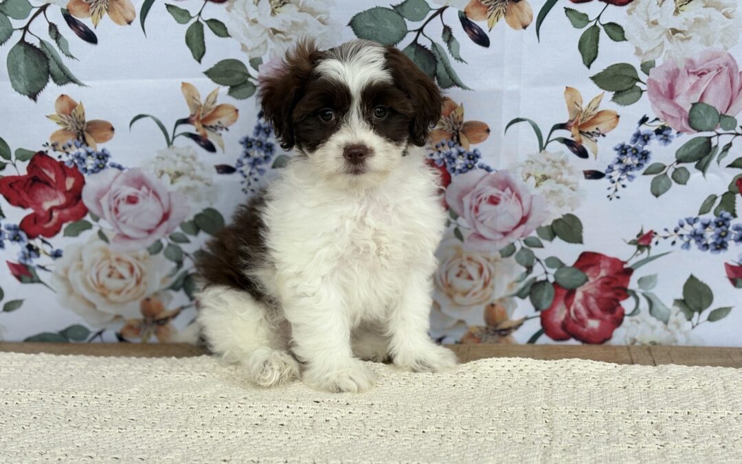 MALE SHIHPOO PUPPY