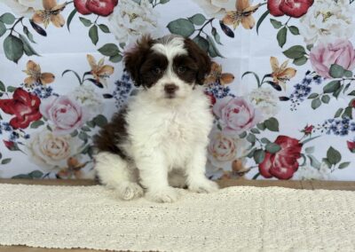 MALE SHIHPOO PUPPY
