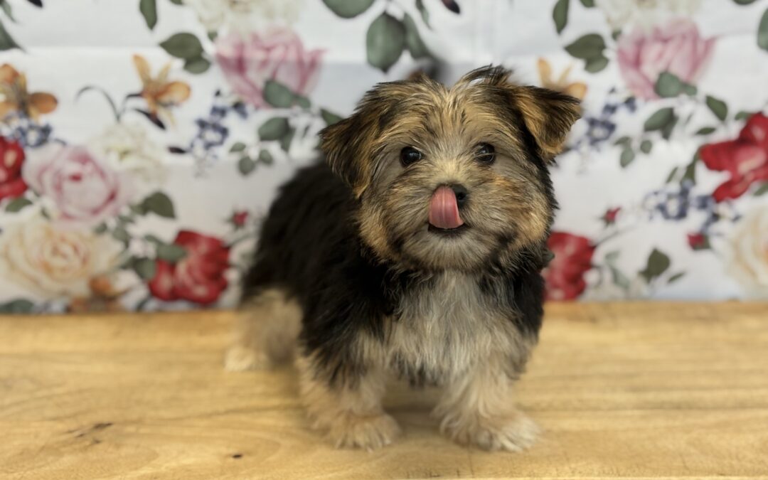 MALE SILKTESE PUPPY
