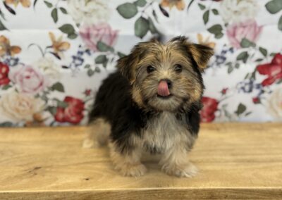 MALE SILKTESE PUPPY