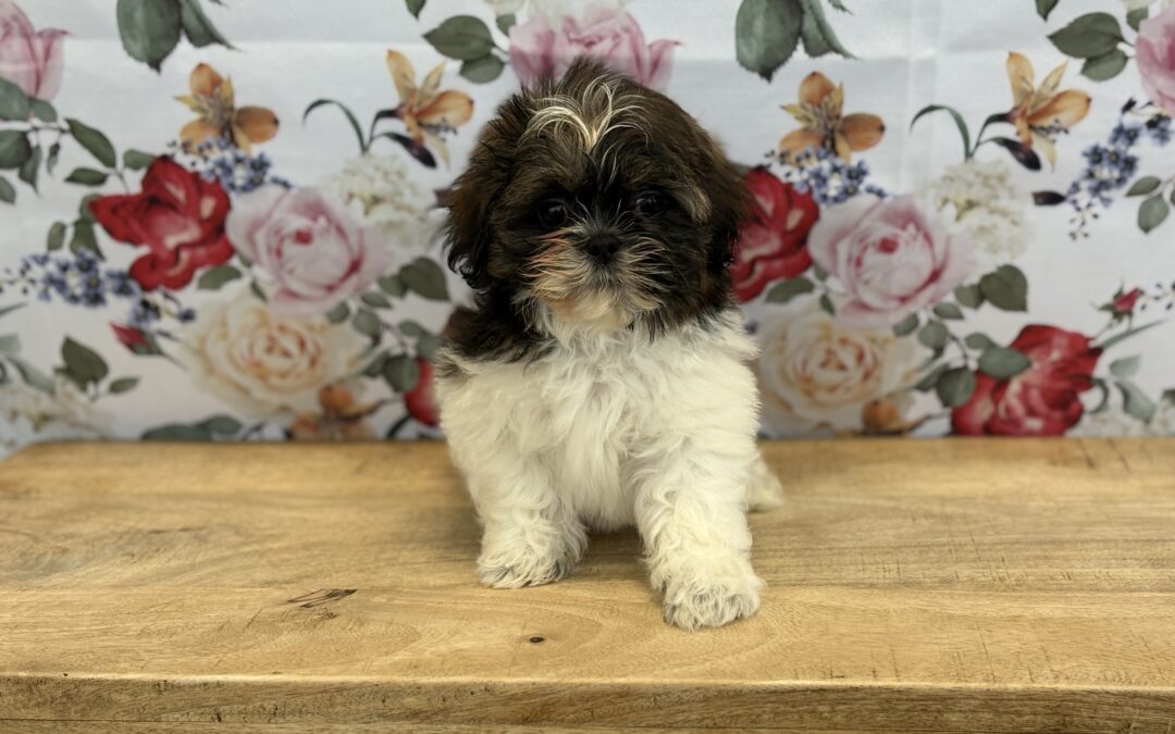 MALE SHIHTZU PUPPY