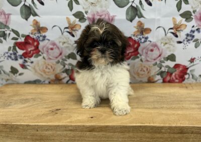 MALE SHIHTZU PUPPY