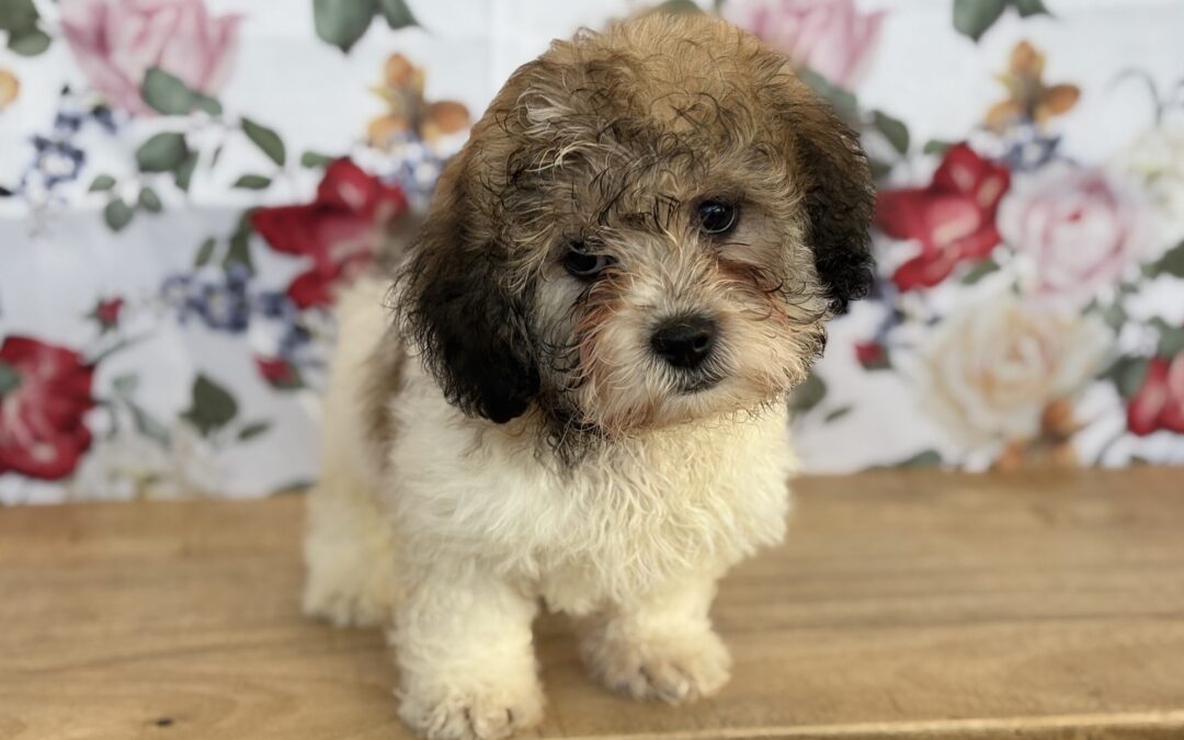 MALE TEDDYBEAR PUPPY