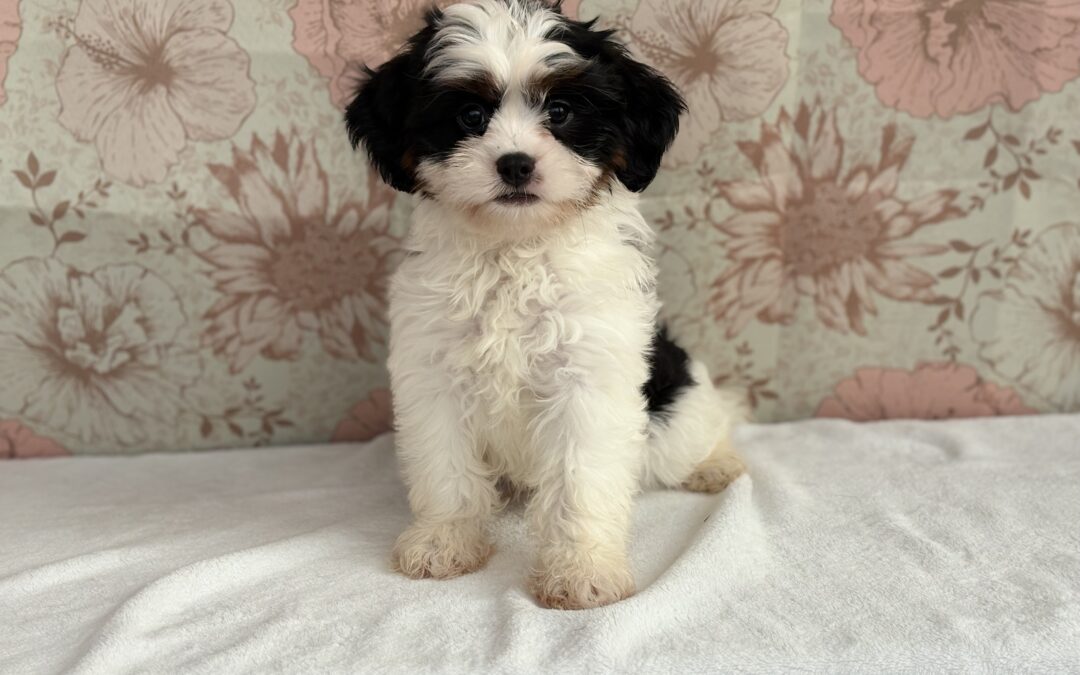 MALE CAVAPOO PUPPY