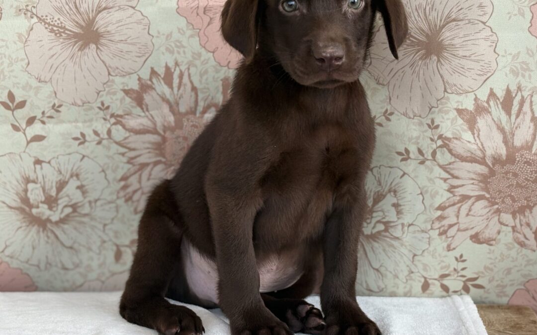 MALE LABRADOR RETRIEVER PUPPY