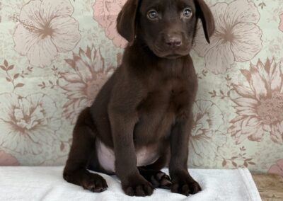 MALE LABRADOR RETRIEVER PUPPY