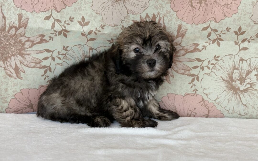 MALE HAVANESE PUPPY