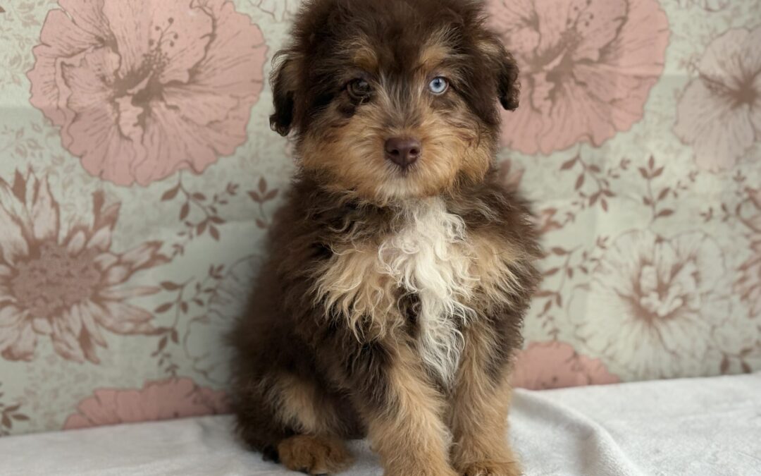 MALE MINI AUSSIEDOODLE PUPPY