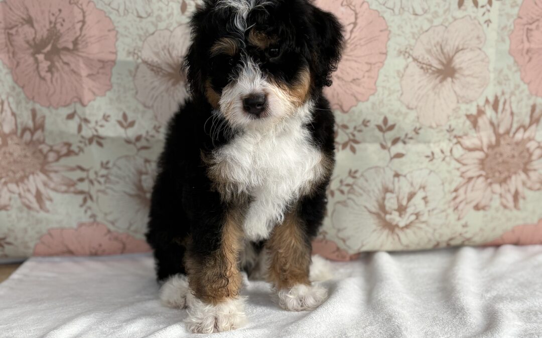 MALE MINI BERNEDOODLE PUPPY