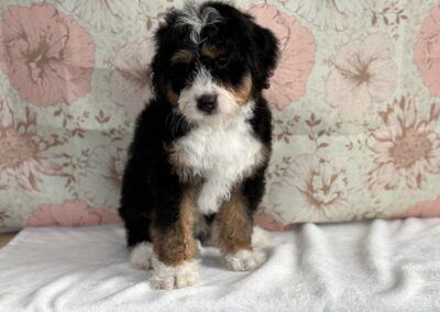 MALE MINI BERNEDOODLE PUPPY