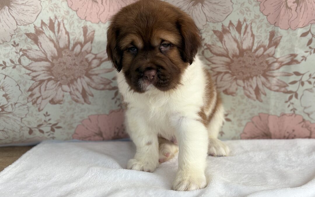 MALE MINI HIPPO PUPPY