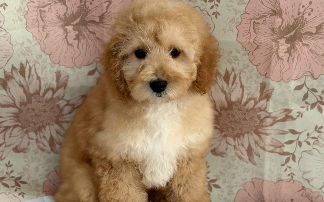 MALE MINIATURE POODLE PUPPY