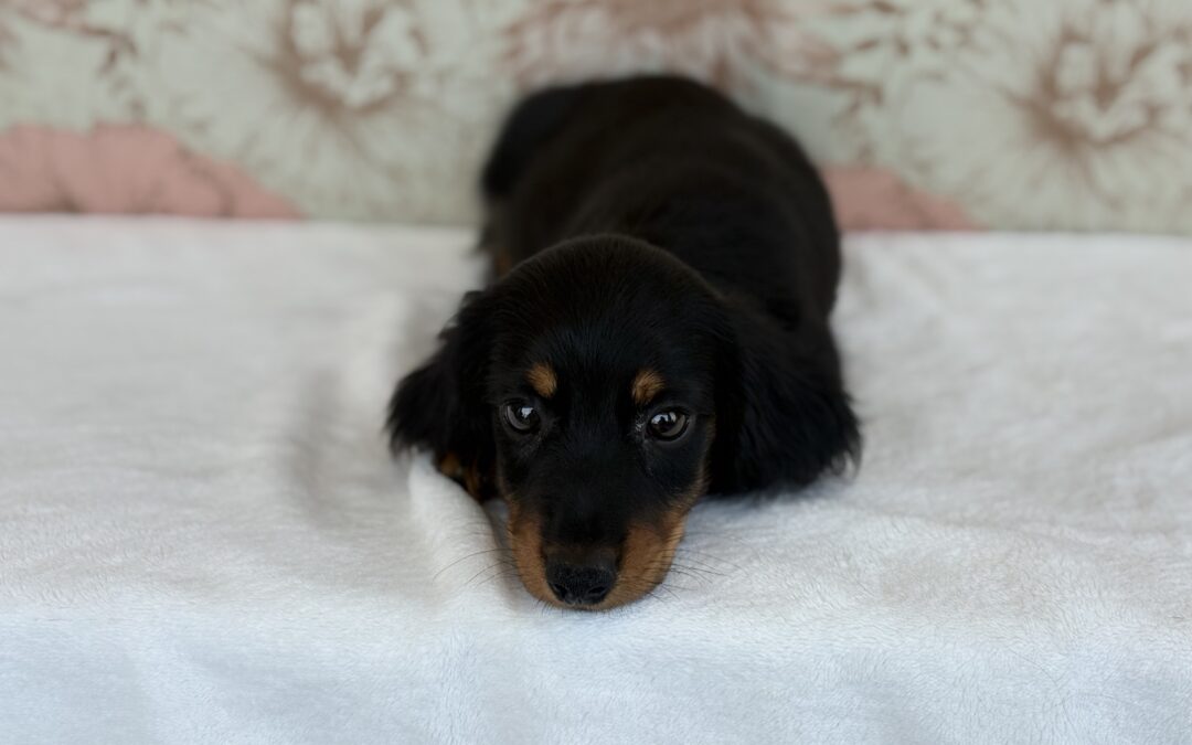 MALE MINIATURE DACHSHUND PUPPY