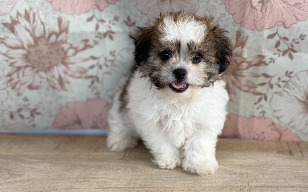 MALE PEKE-A-CHON PUPPY