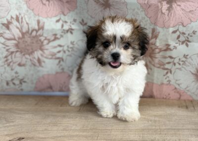 MALE PEKE-A-CHON PUPPY
